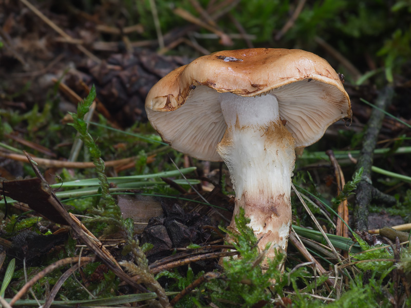 Cortinarius papulosus